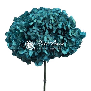 Hydrangea Xl Blu06