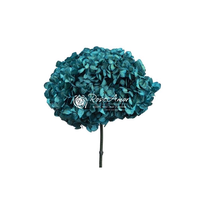 <h4>Hydrangea Xl Blu06</h4>