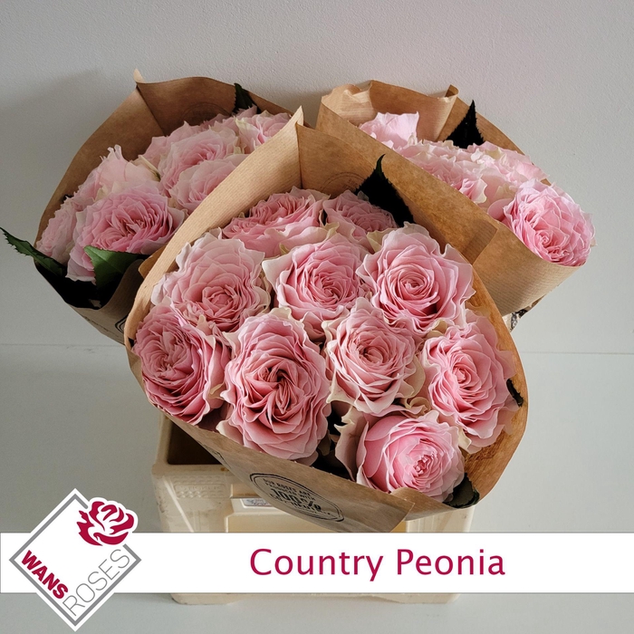 <h4>R GR COUNTRY PEONIA</h4>