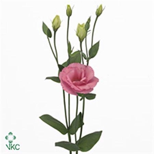 Eus G Arena Rose