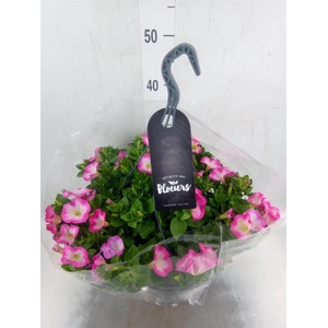 Petunia  'Surfinia'   ...