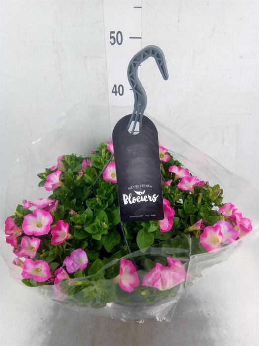 <h4>Petunia  'Surfinia'   ...</h4>