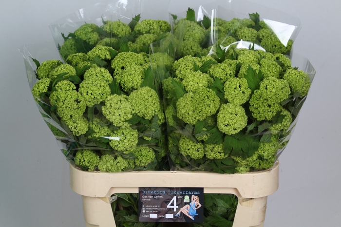 <h4>VIBURNUM ROSEUM ST</h4>