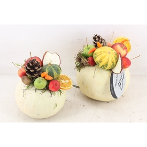 arr4 Sierfruit GB - Pompoen wit x4