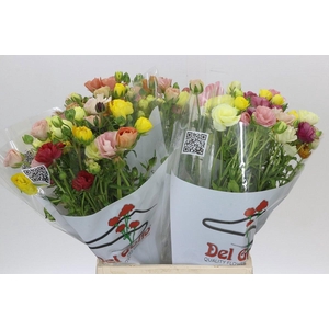 RAN BUTTERF GEM FUST