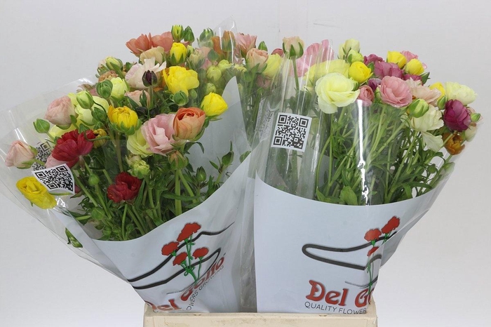 <h4>RAN BUTTERF GEM FUST</h4>