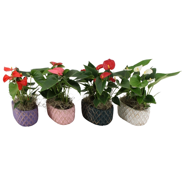 <h4>Anthurium 4 color mix in Leeds 2 ceramics</h4>