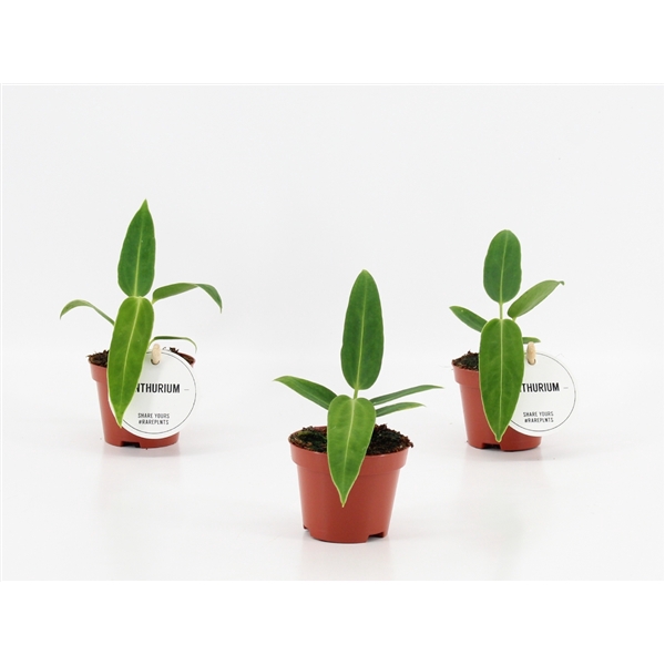 <h4>Anthurium Warocqueanum</h4>