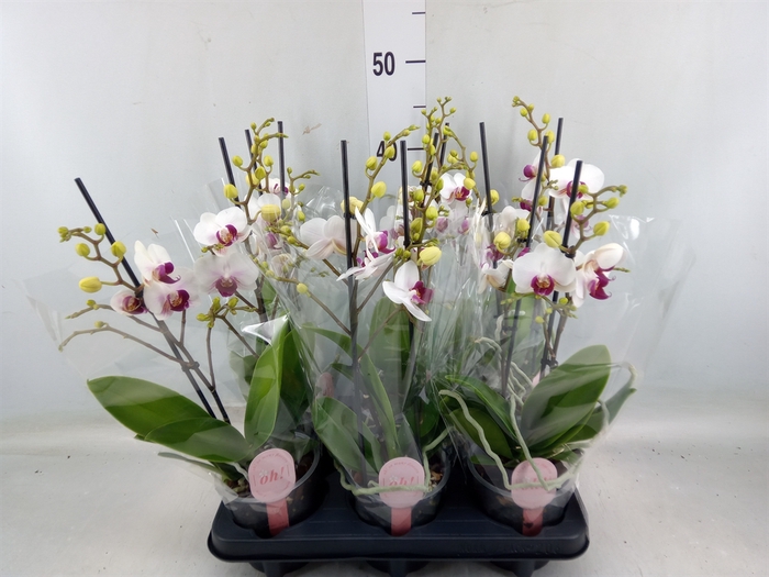 <h4>Phalaenopsis multi. 'FC Safe Haven'</h4>