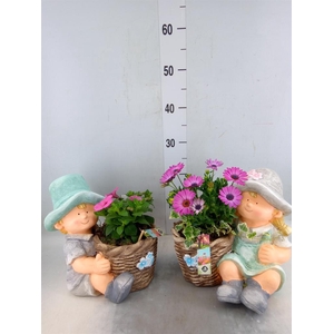 Arr.   Perkplanten L%