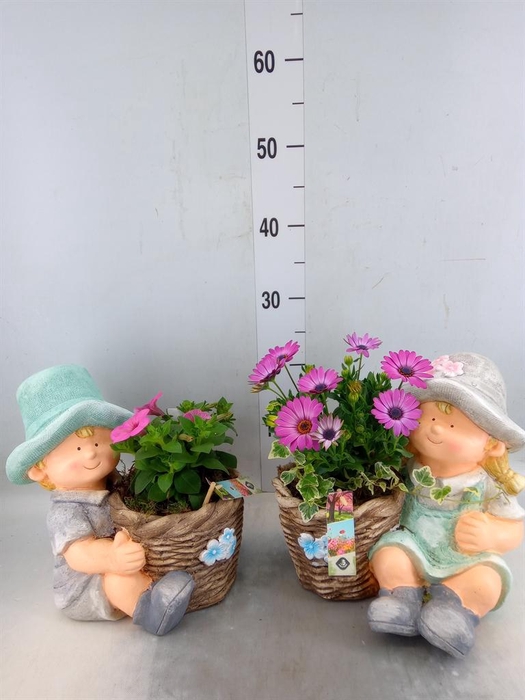 <h4>Arr.   Perkplanten L%</h4>