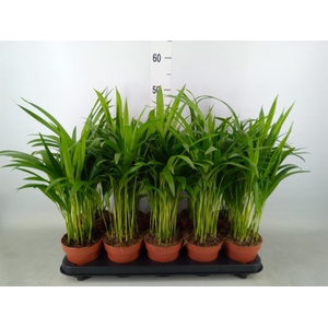 Dypsis lutescens   ...Chrysalidoca