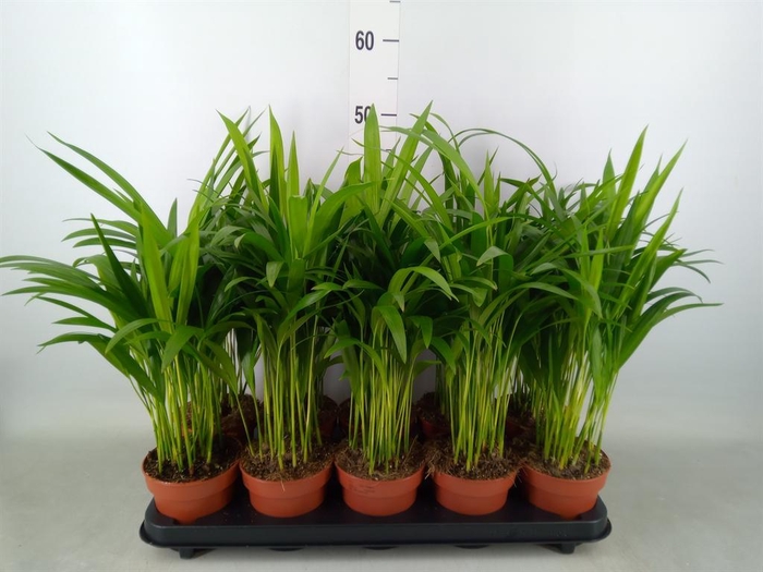 <h4>Dypsis lutescens   ...Chrysalidoca</h4>