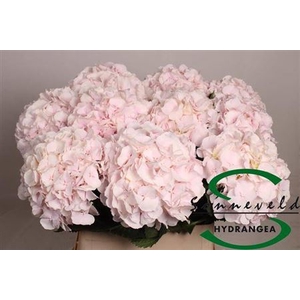 Hydr M Ch Sweet Verena Extra