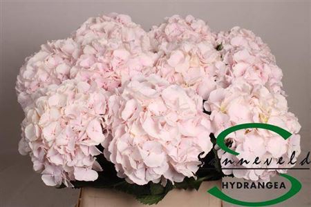 <h4>Hydr M Ch Sweet Verena Extra</h4>