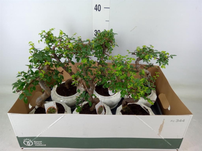 <h4>Bonsai   ...mix</h4>