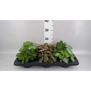 Planten  ..mix