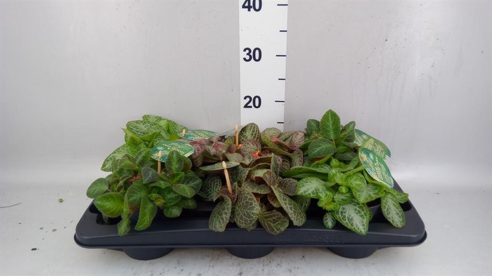 <h4>Planten  ..mix</h4>
