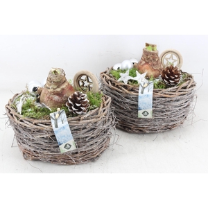 arr4 Amaryllis JS - Wilg ovaal 338/4 Zilver