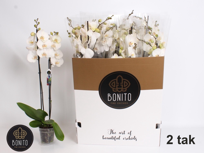 <h4>PHAL SILHOUETTE</h4>