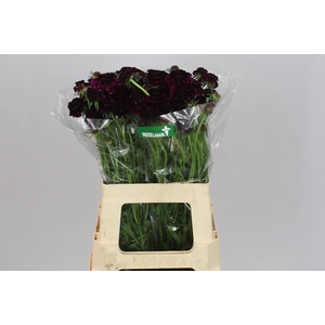 Scabiosa Atr Red Velvet Scoop