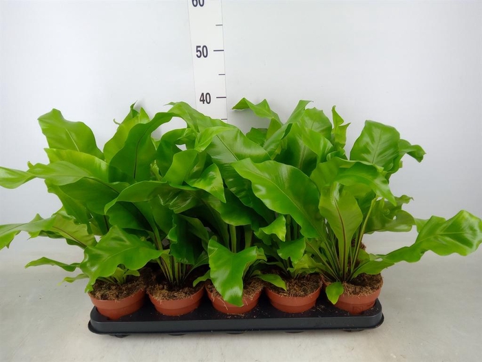 <h4>Asplenium nidus</h4>