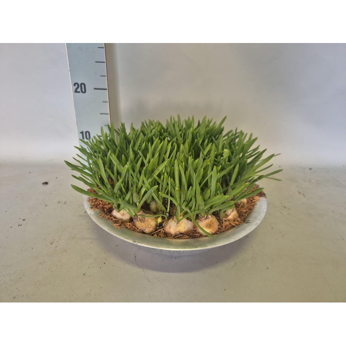 <h4>MUSCAR ATLANTIC</h4>