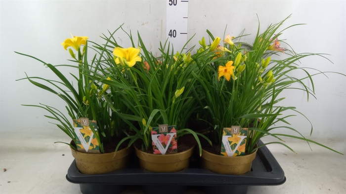 <h4>Hemerocallis   ...</h4>