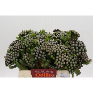 Cape Green Albiflora