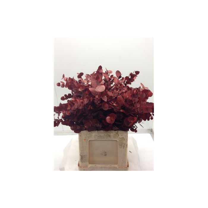 <h4>Euc Cinerea V Rood</h4>