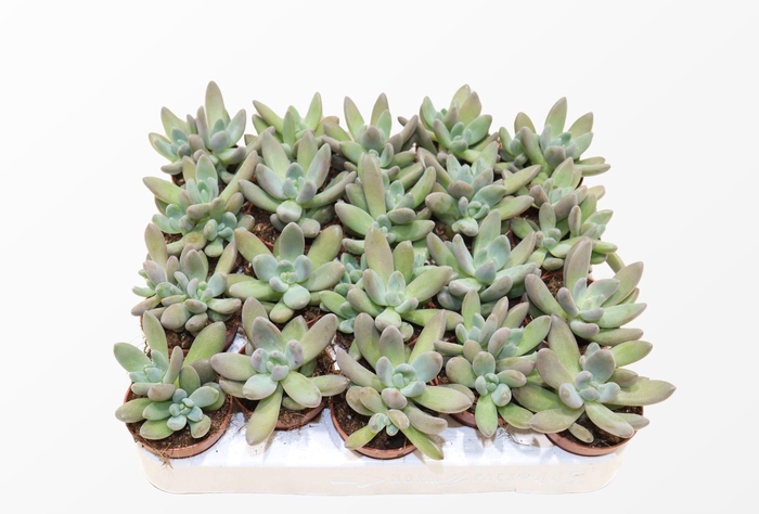 <h4>Pachyphytum Bracteosum Fitkai</h4>