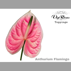 ANT A FLAMINGO