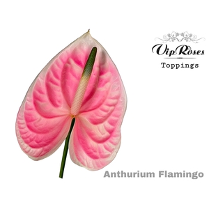 Ant A Flamingo