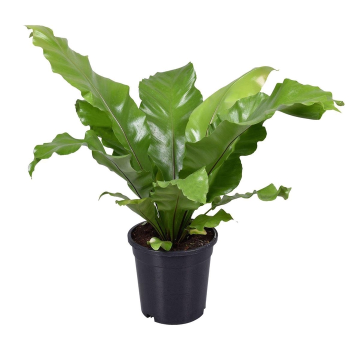 <h4>Asplenium nidus</h4>