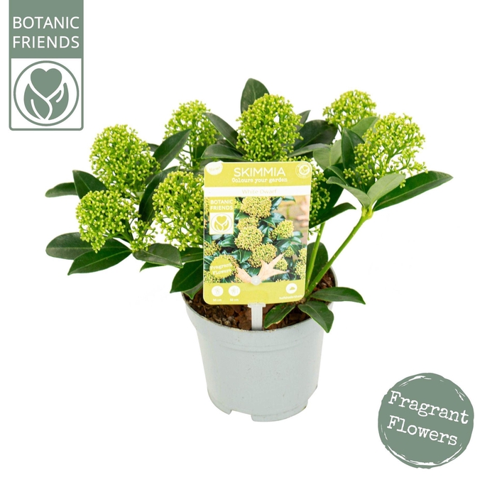 Skimmia japonica White Dwarf