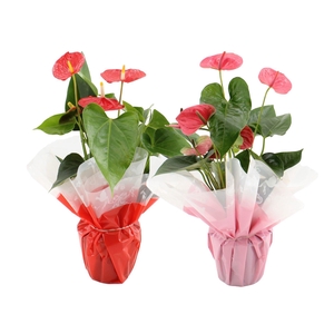 Anthurium 12 cm Red & Pink mix in Rondello Megan