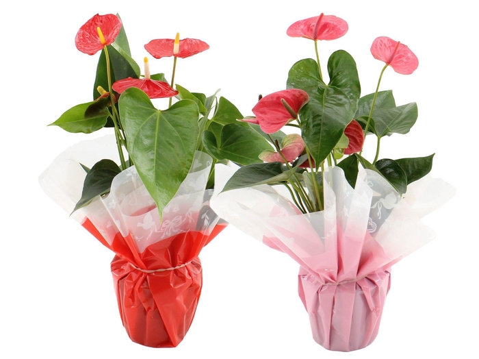 <h4>Anthurium 12 cm Red & Pink mix in Rondello Megan</h4>