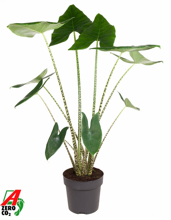 <h4>Alocasia Zebrina</h4>