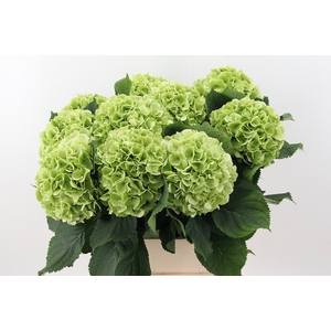 Hydr M Ch Verena Cl 100cm