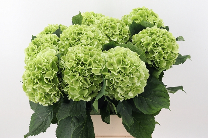 <h4>Hydr M Ch Verena Cl 100cm</h4>