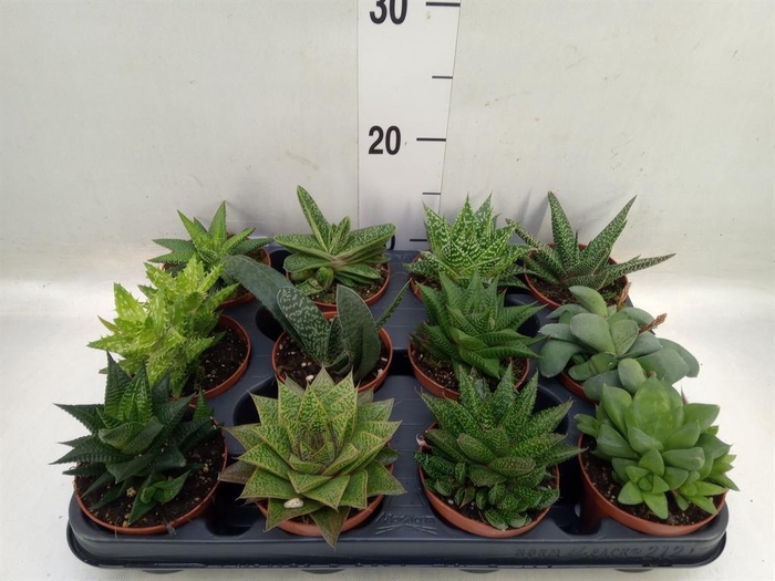 <h4>Aloe ...mix</h4>