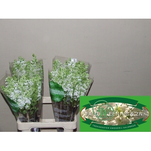 SYR V MME FL STEPMAN