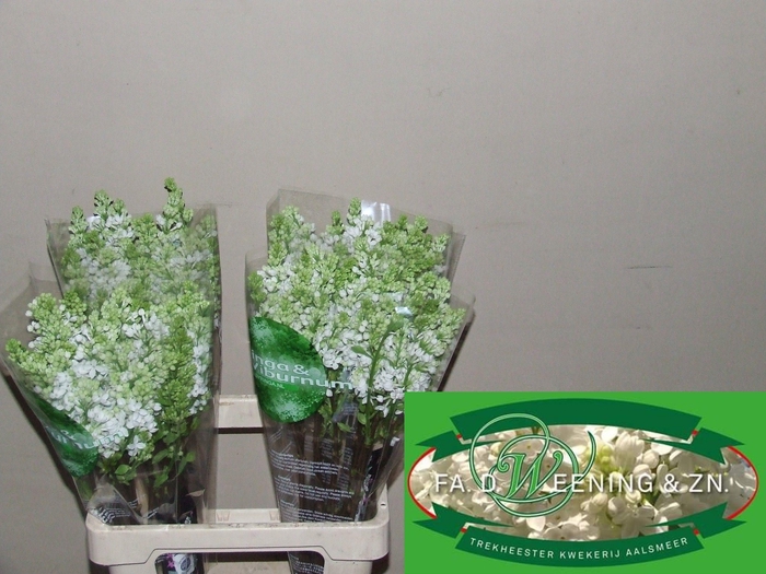 <h4>SYR V MME FL STEPMAN</h4>