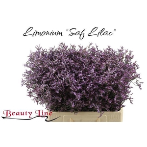LIM SAF LILAC