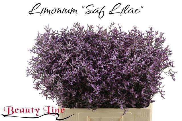 <h4>LIM SAF LILAC</h4>