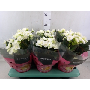 Begonia elat. DU 'Move2Joy White'