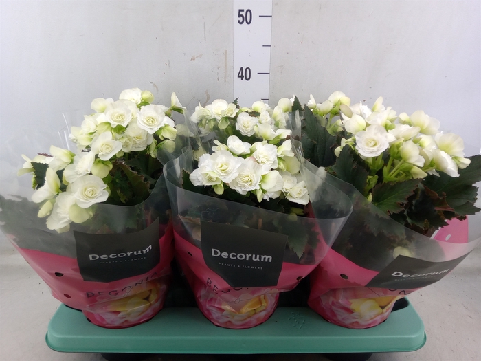 <h4>Begonia elat. DU 'Move2Joy White'</h4>