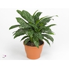 Aglaonema Green lady 9 cm (Decorum)