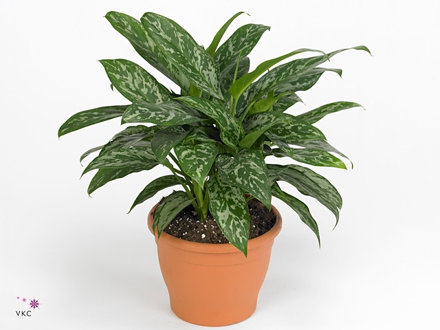 Aglaonema Green lady 9 cm (Decorum)