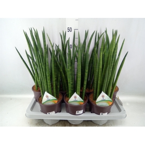 Sansevieria cyl.  ...